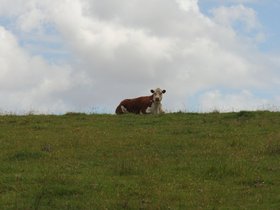 cows